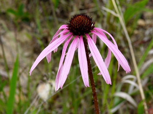 {Echinacea simulata}